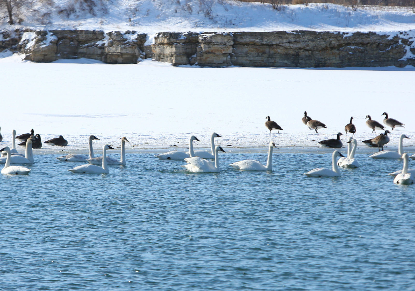 Swans at Fertile (2).jpg